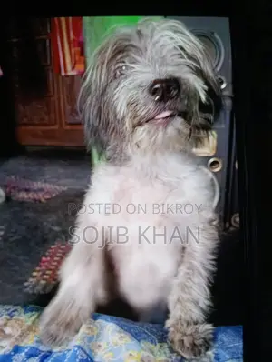 1-3 months Female Purebred Lhasa Apso