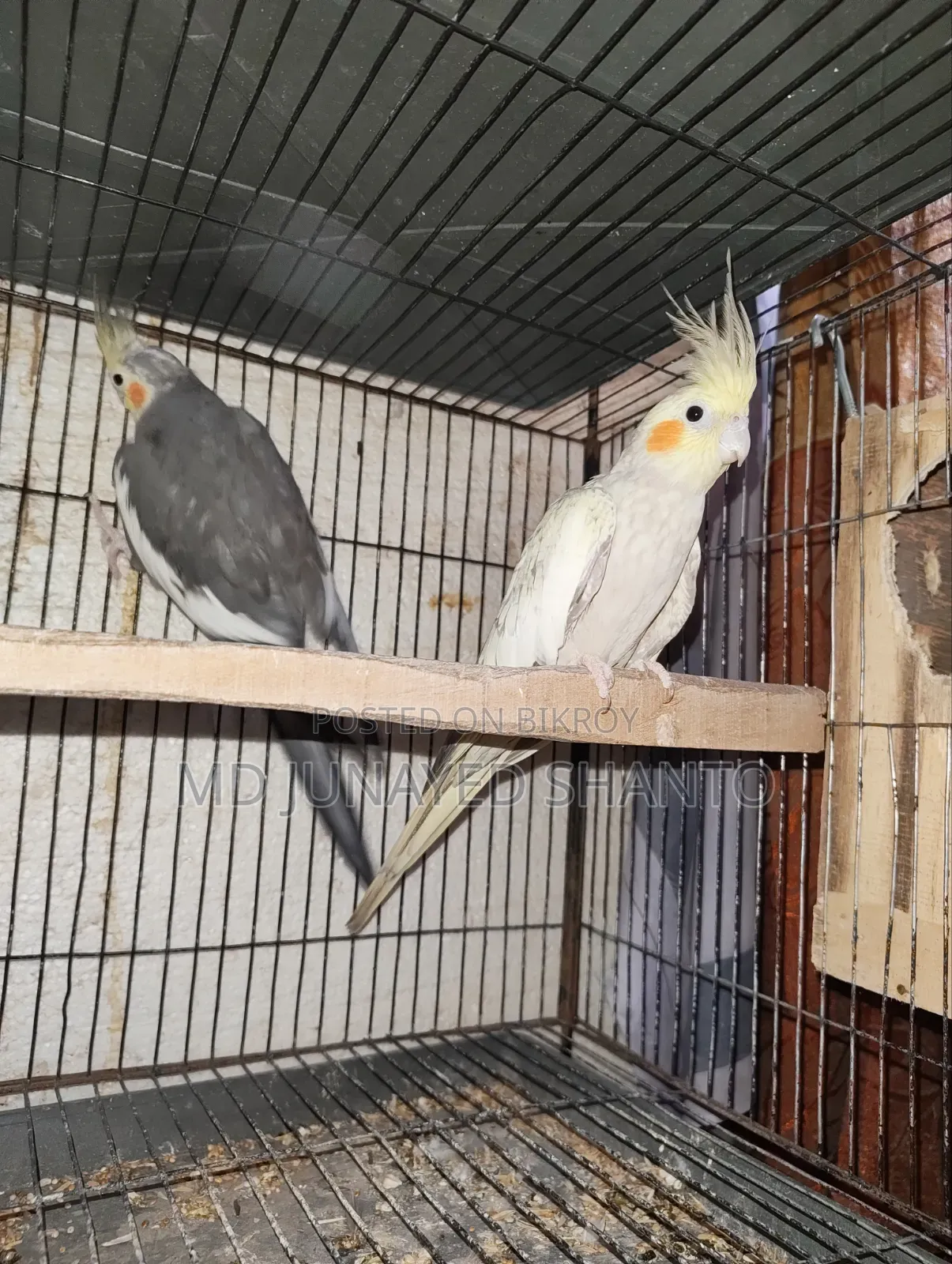Two Pairs of Cockatiel Running Pairs