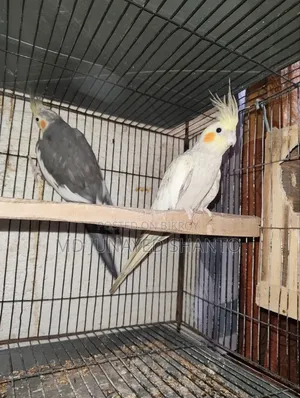 Two Pairs of Cockatiel Running Pairs