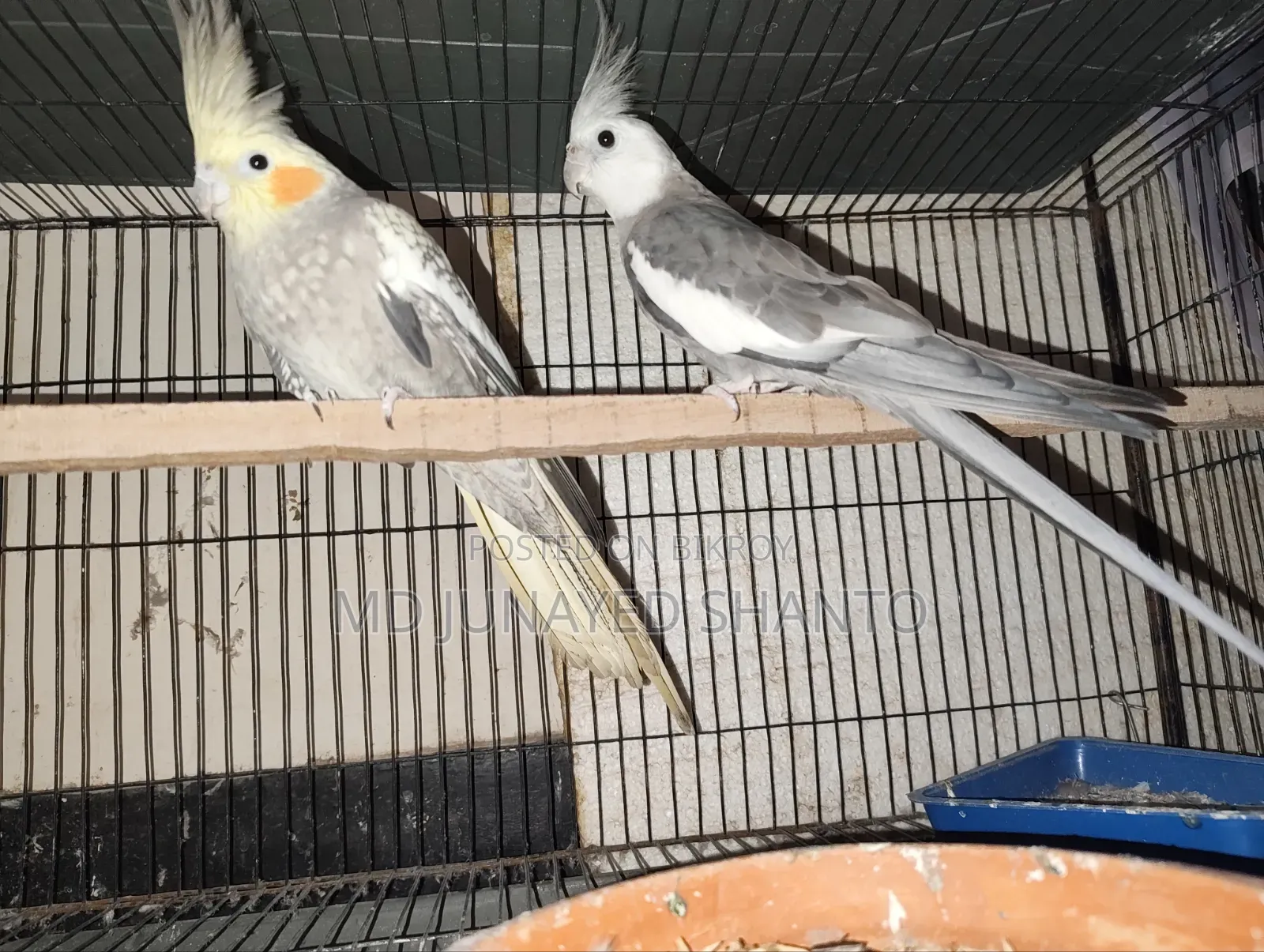 Two Pairs of Cockatiel Running Pairs