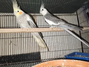 Two Pairs of Cockatiel Running Pairs