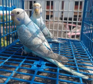 Budgerigar birds