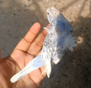 Budgerigar birds