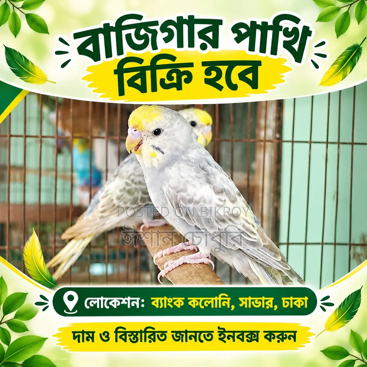 Budgerigar birds