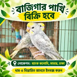 Budgerigar birds