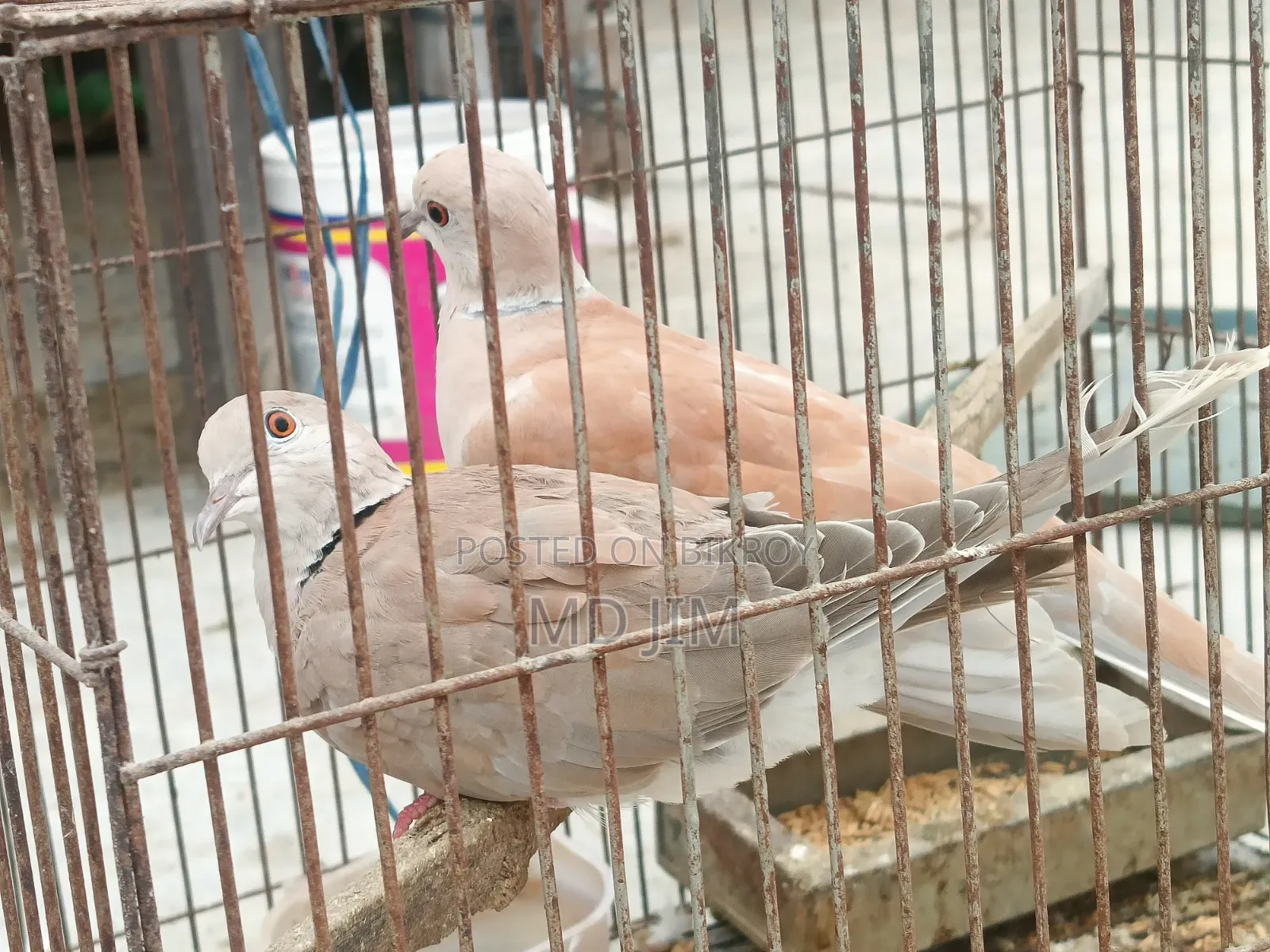 2 Pcs Dove