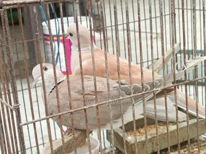 2 Pcs Dove