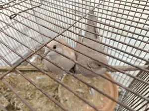2 Pcs Dove