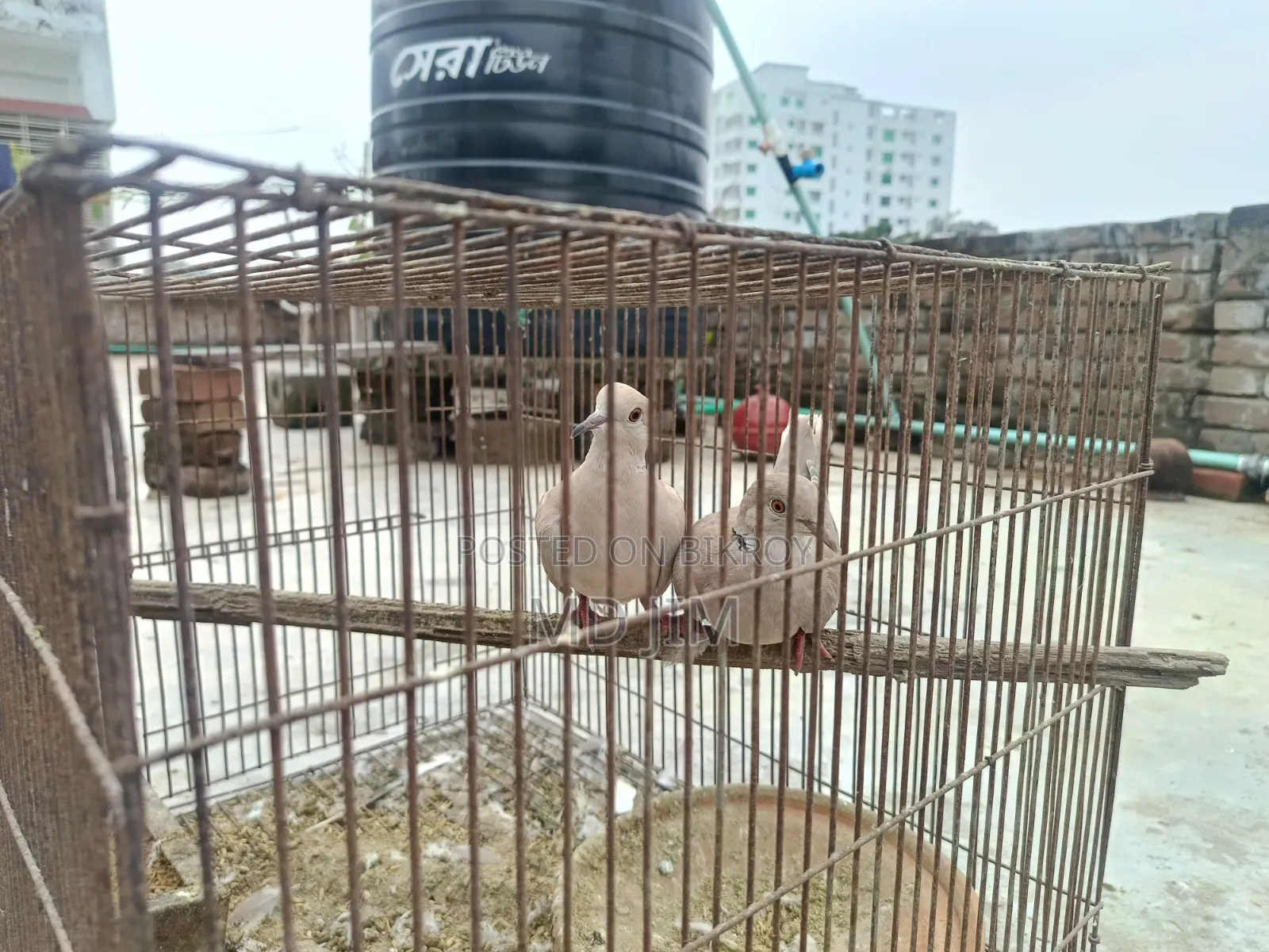 2 Pcs Dove