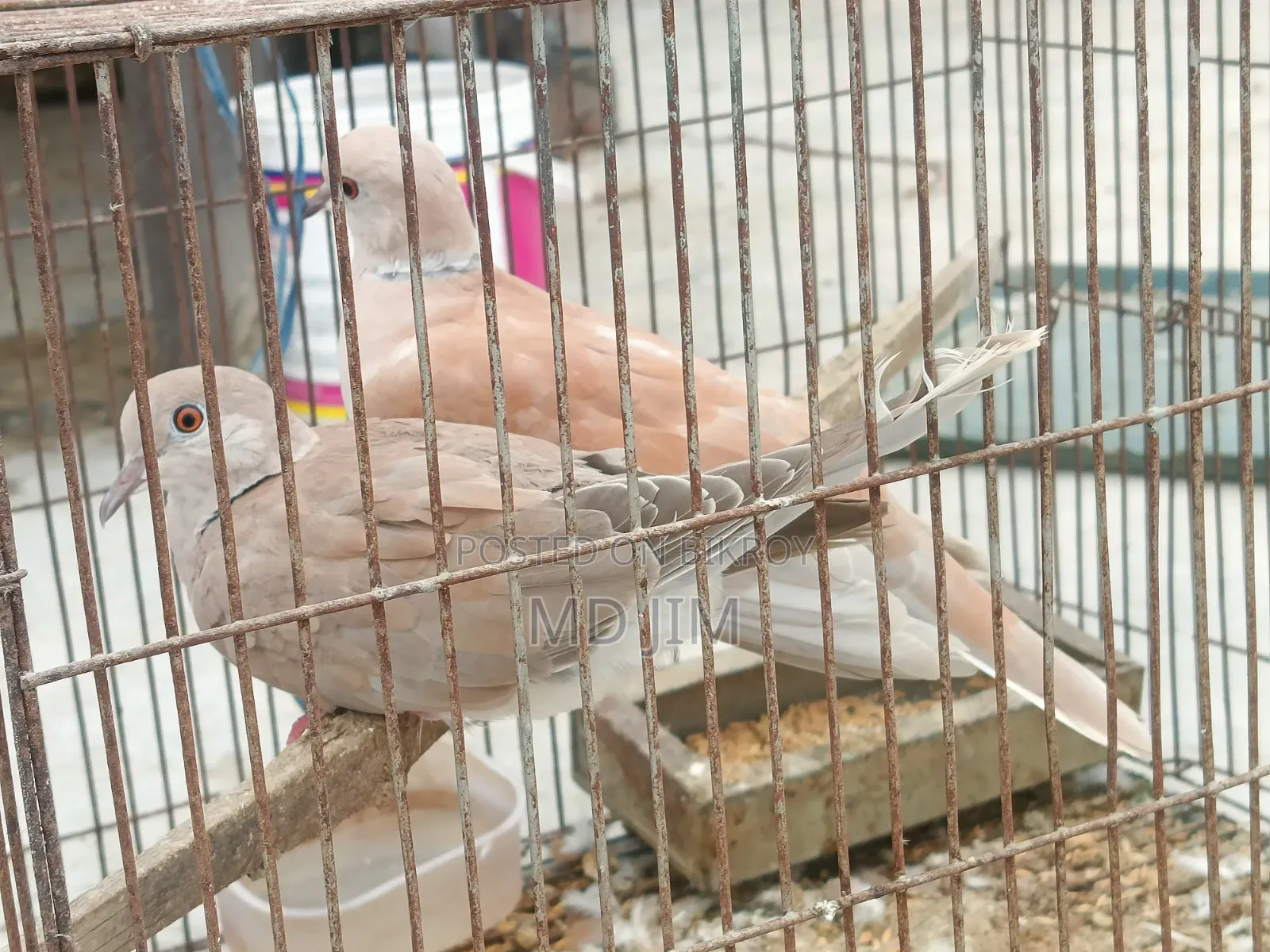 2 Pcs Dove