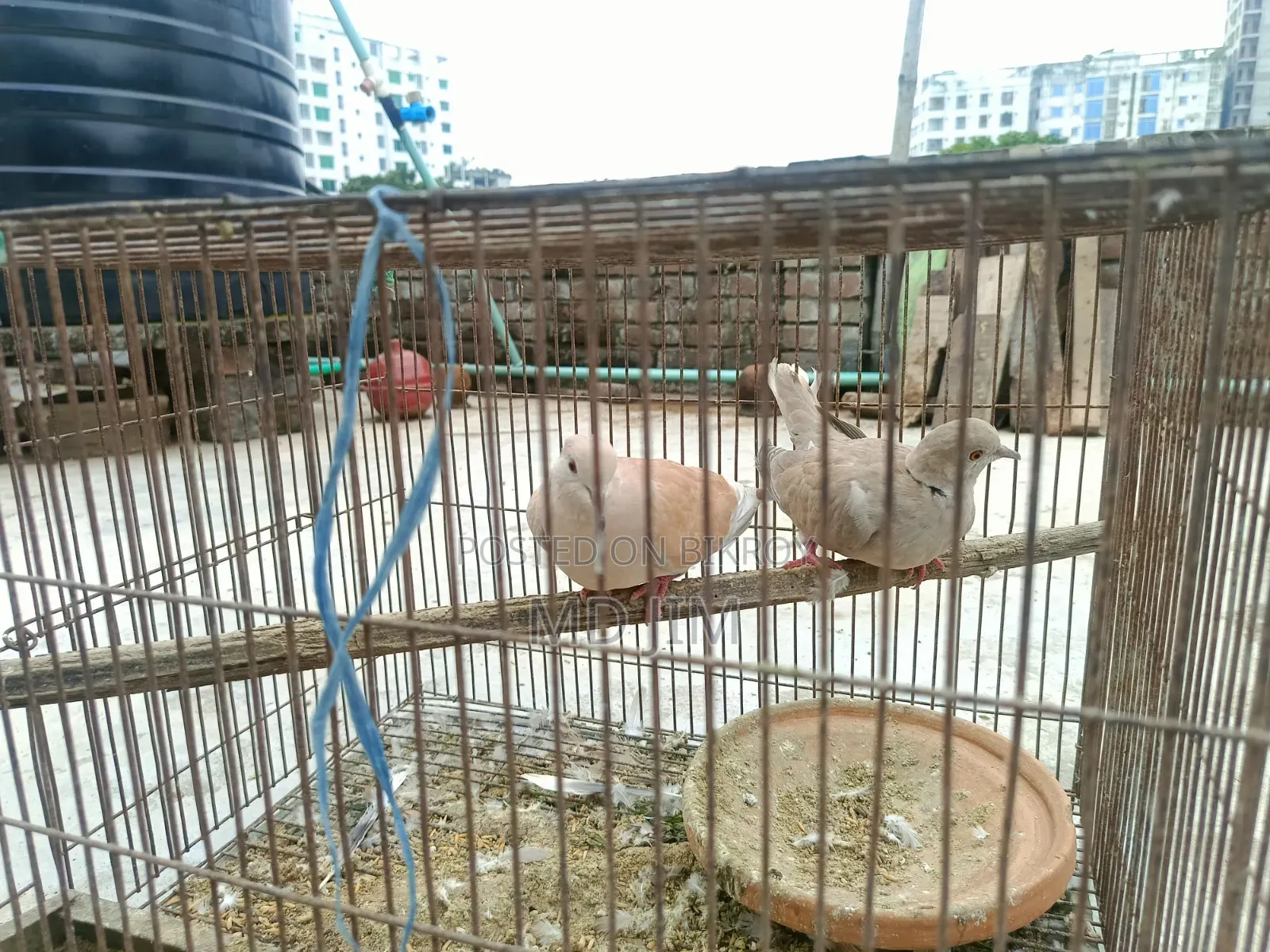 2 Pcs Dove