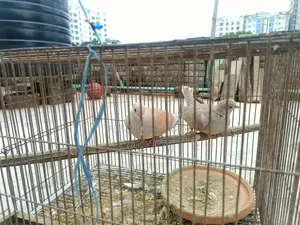 2 Pcs Dove