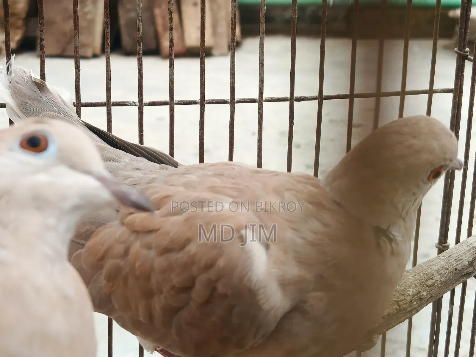 2 Pcs Dove