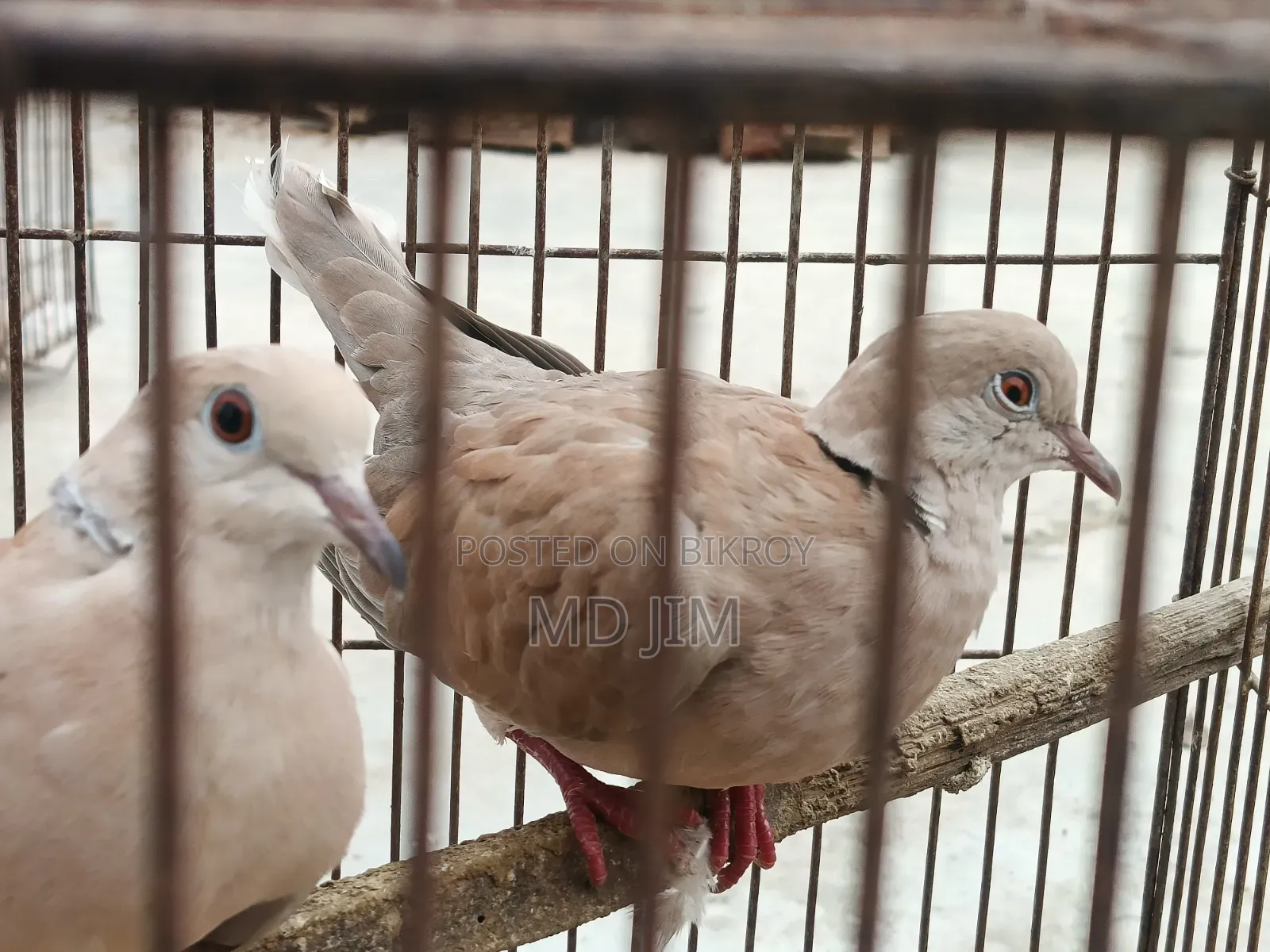 2 Pcs Dove