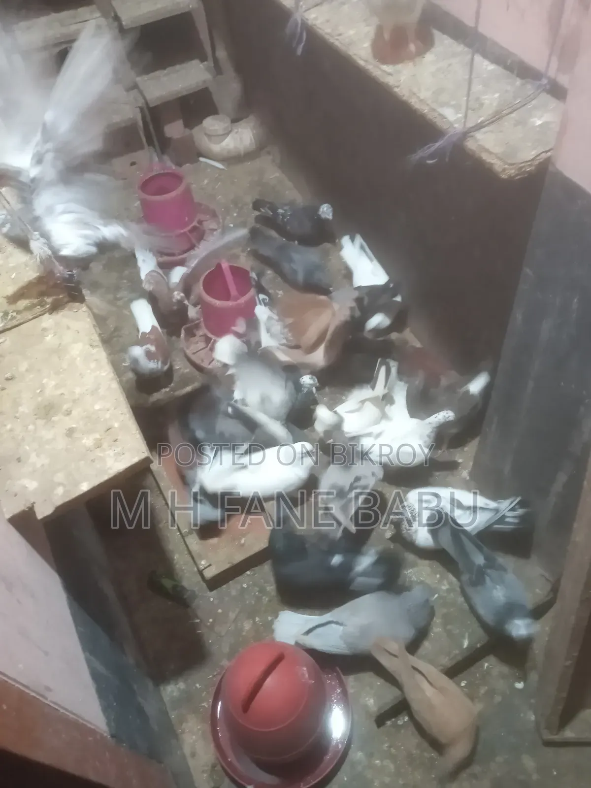 Selling all pigeons together in bulk
