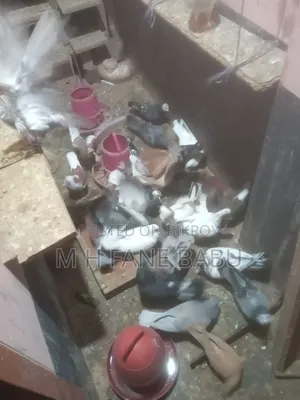 Selling all pigeons together in bulk