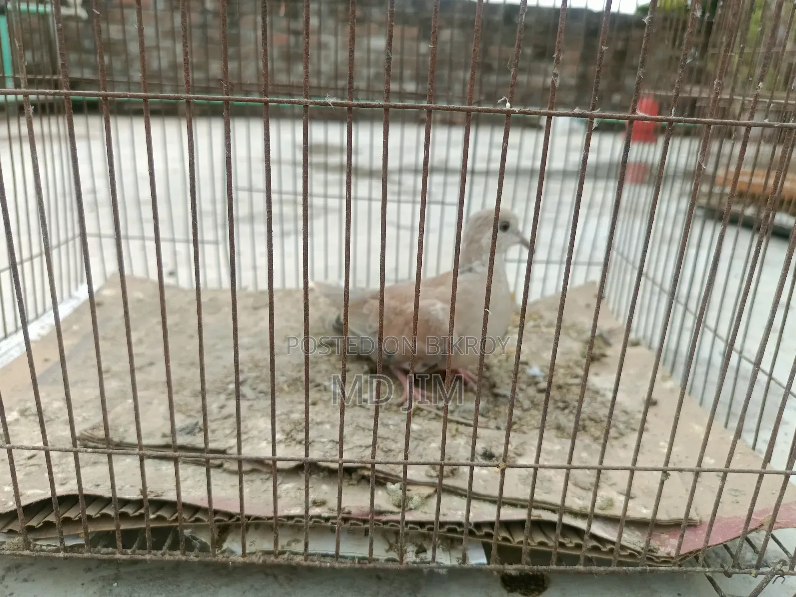 One Dove Bird