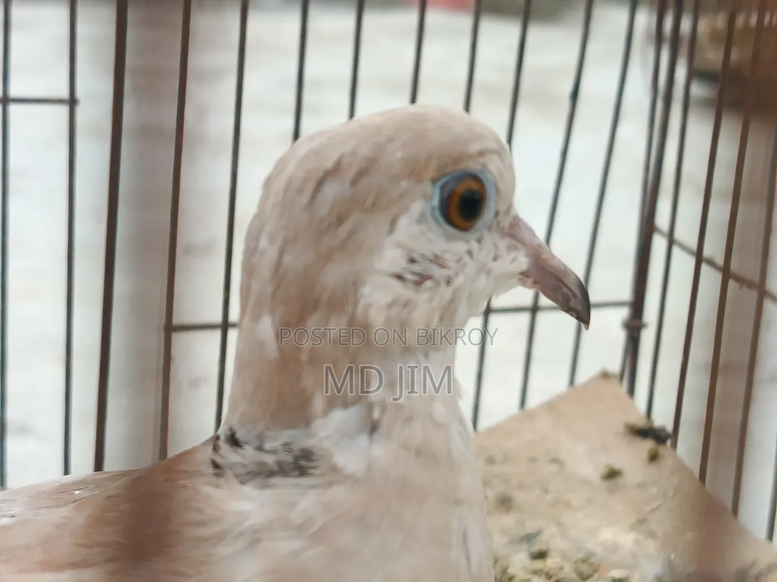 One Dove Bird