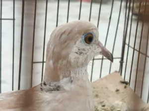 One Dove Bird