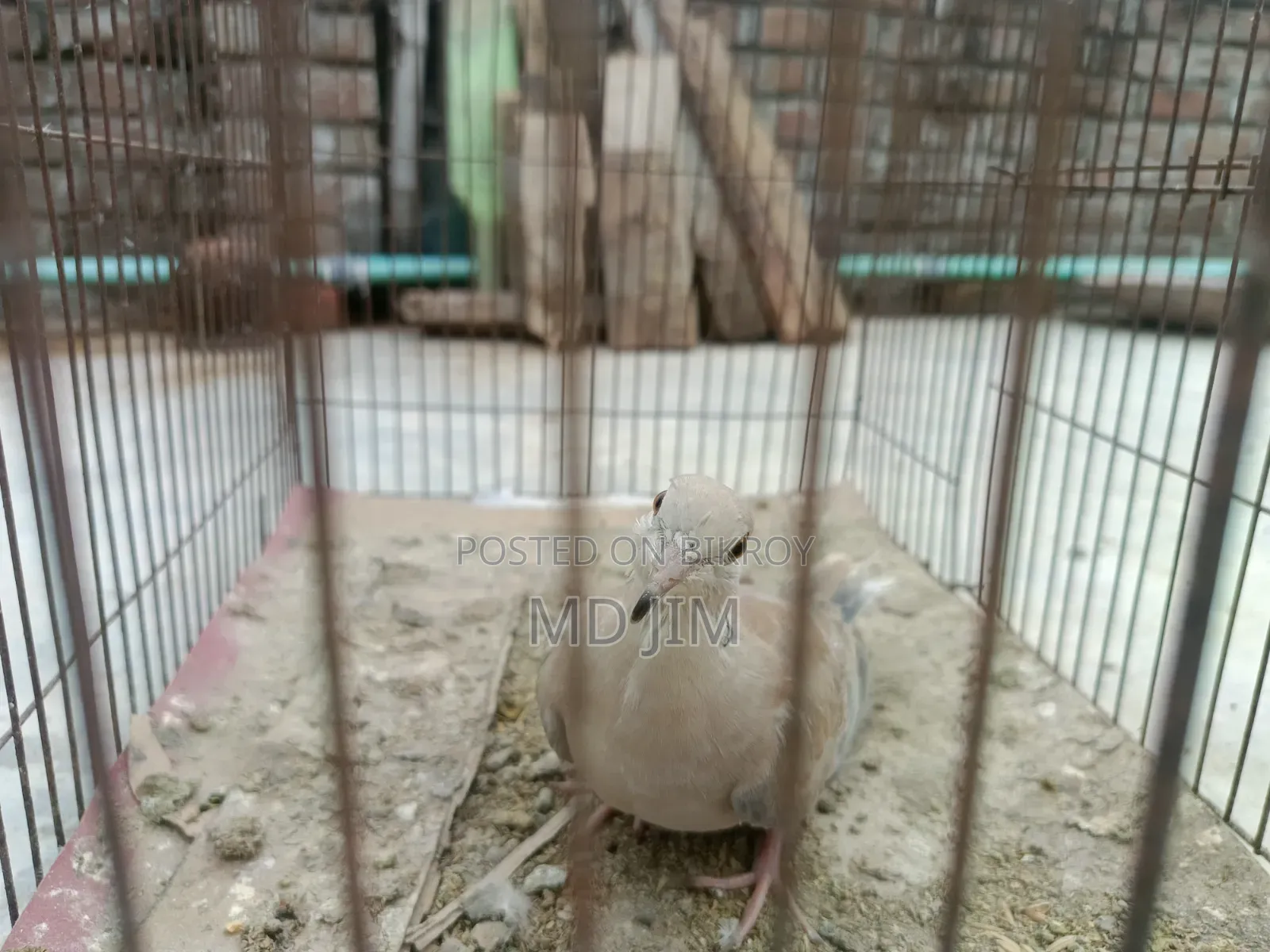 One Dove Bird