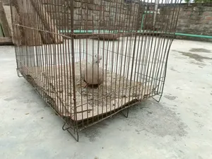 One Dove Bird
