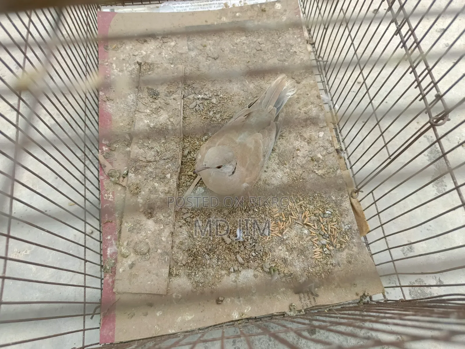 One Dove Bird