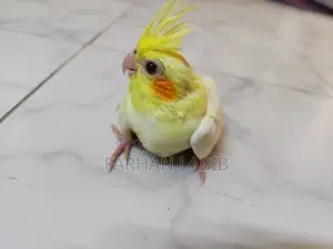 Tame Size Lutino Cockatiel