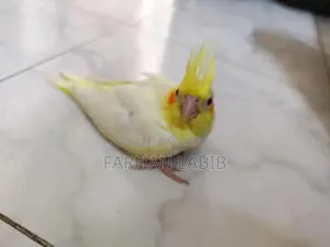 Tame Size Lutino Cockatiel