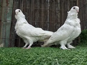 White Owl Pair