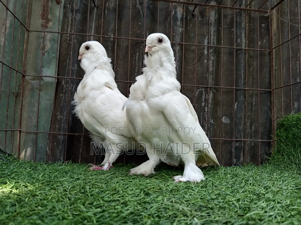 White Owl Pair