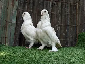 White Owl Pair