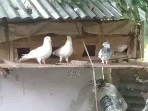 কবুতর আড়ংঘাটা
