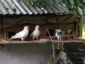 কবুতর আড়ংঘাটা