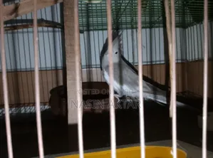 Female Silver Pied Cockatiel with Game and 500 Gram Food