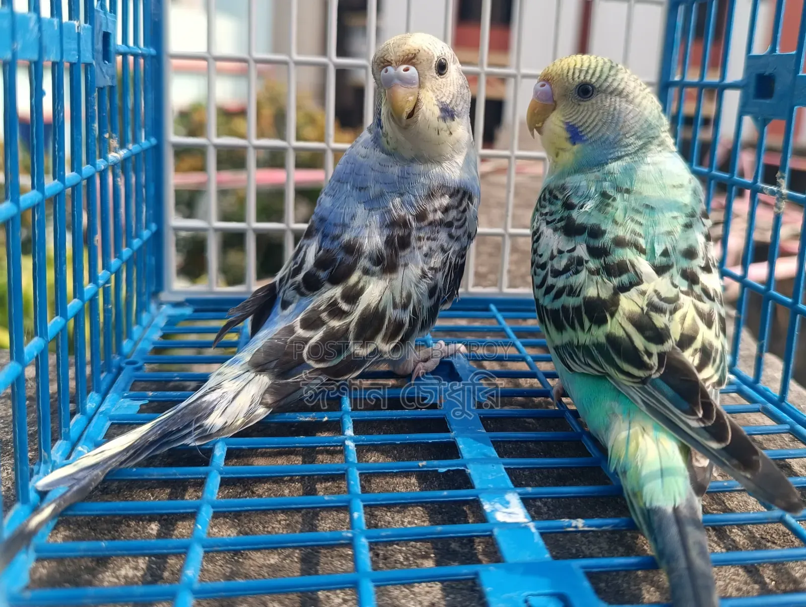 Budgerigar birds