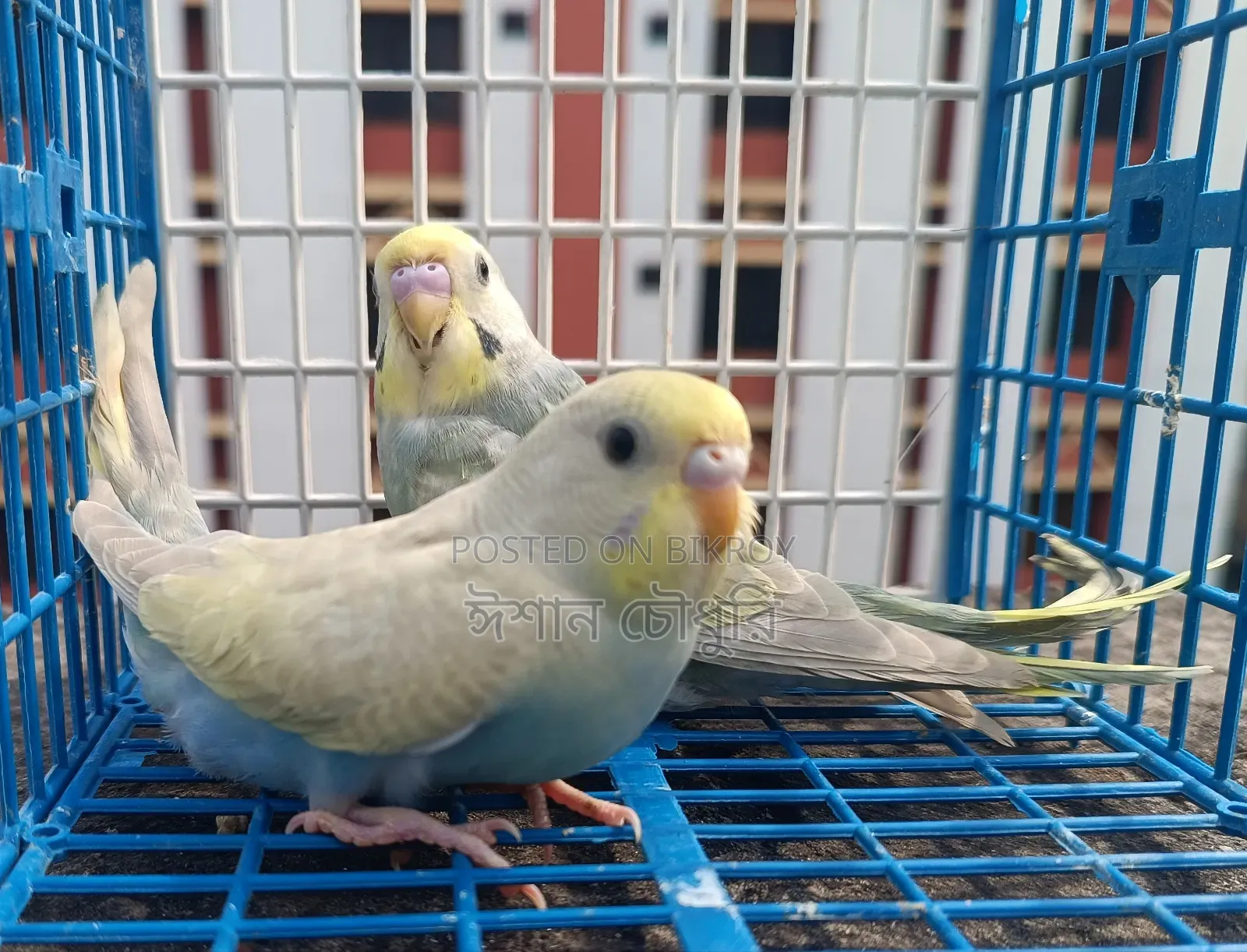 Budgerigar birds