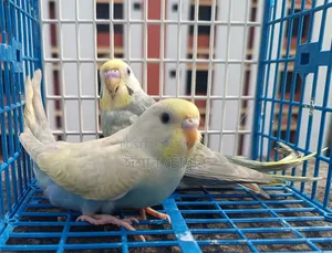 Budgerigar birds