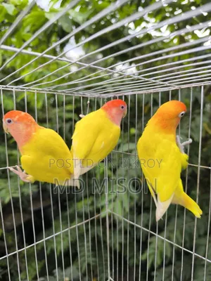 1 pair and 1 adult male lovebirds will be sold