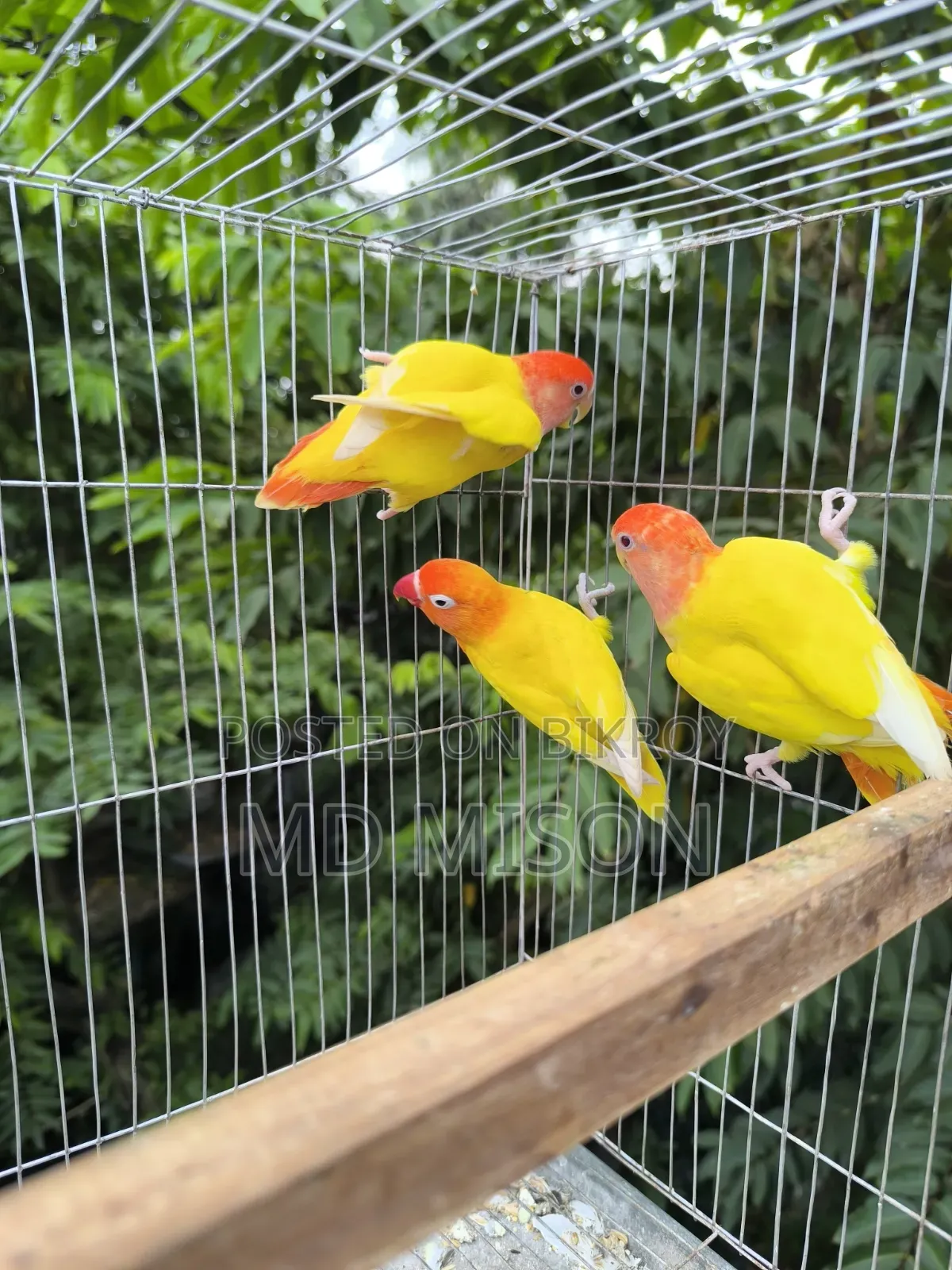 1 pair and 1 adult male lovebirds will be sold