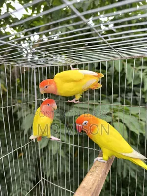 1 pair and 1 adult male lovebirds will be sold