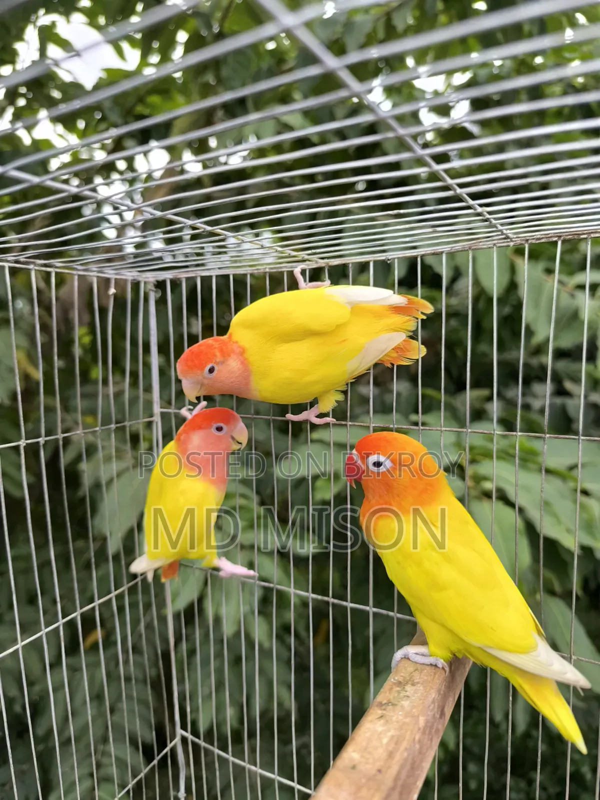 1 pair and 1 adult male lovebirds will be sold