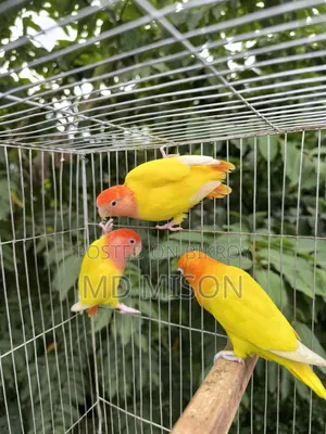 1 pair and 1 adult male lovebirds will be sold