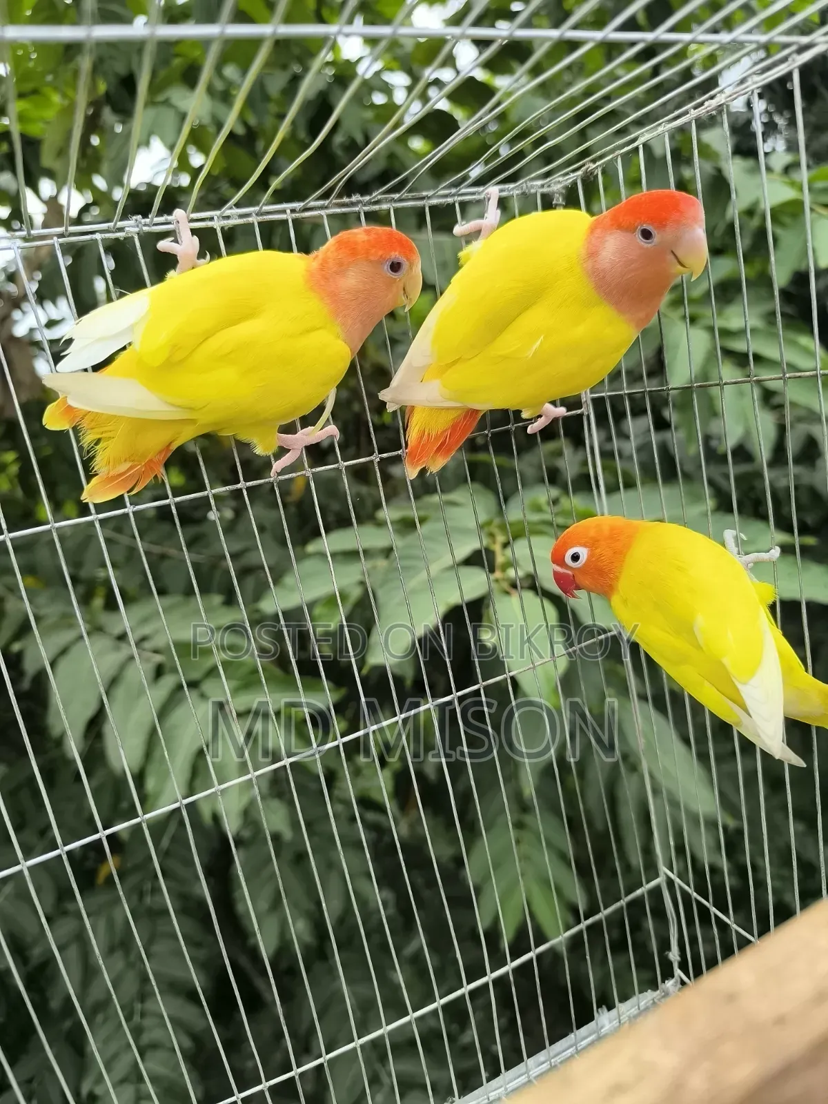 1 pair and 1 adult male lovebirds will be sold
