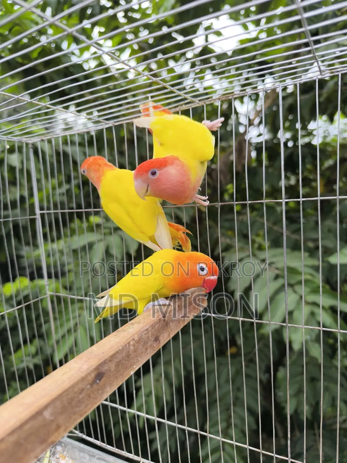 1 pair and 1 adult male lovebirds will be sold