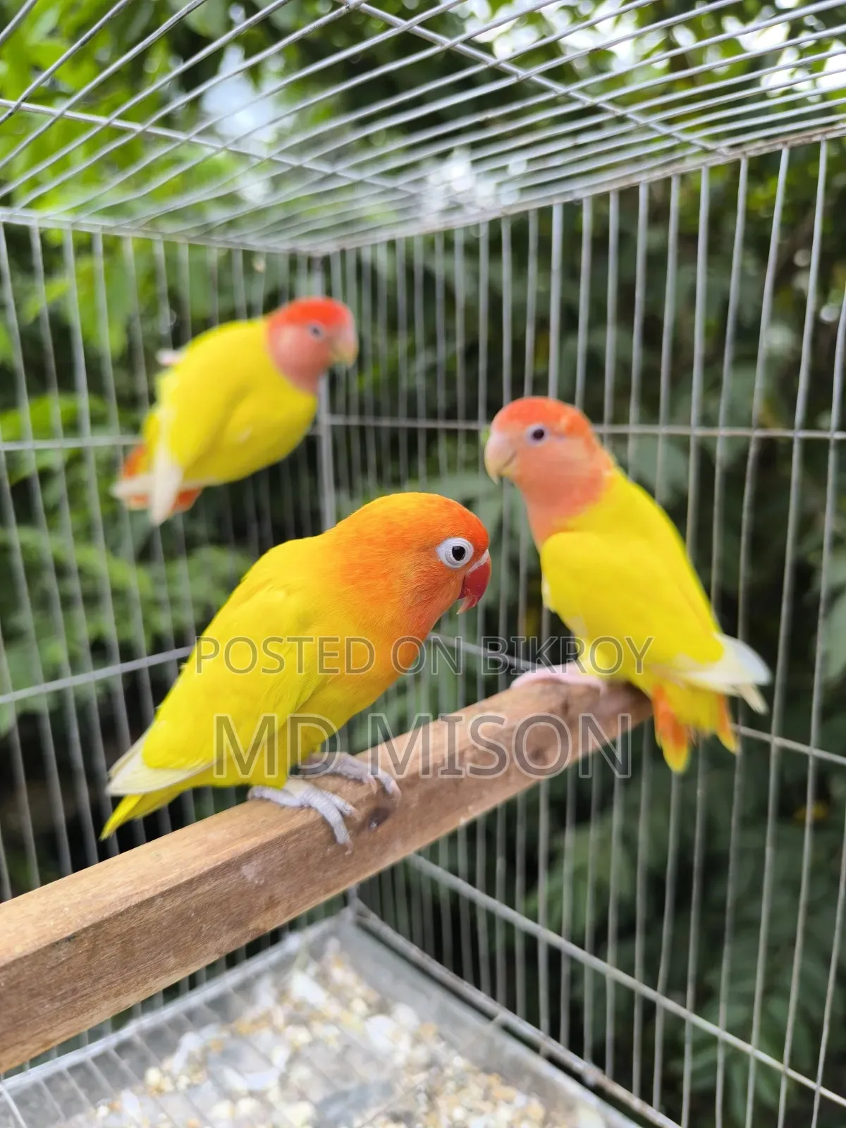 1 pair and 1 adult male lovebirds will be sold