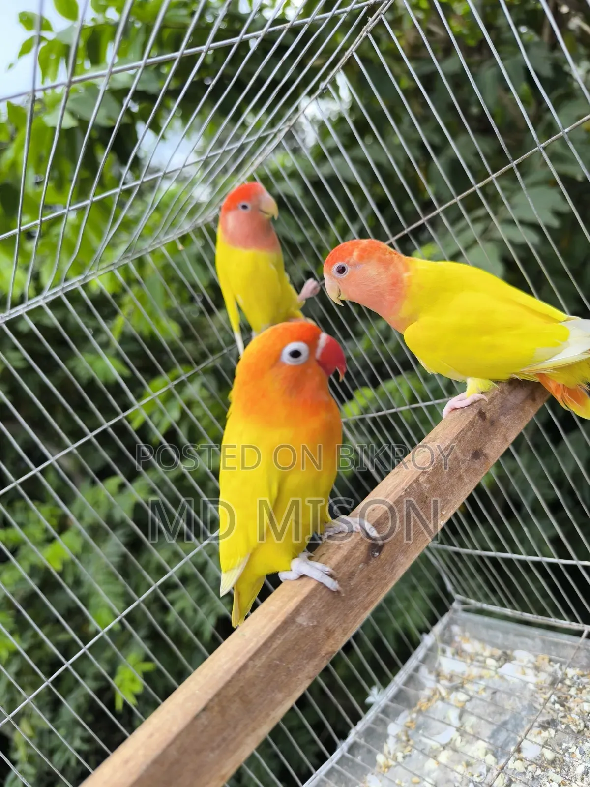 1 pair and 1 adult male lovebirds will be sold