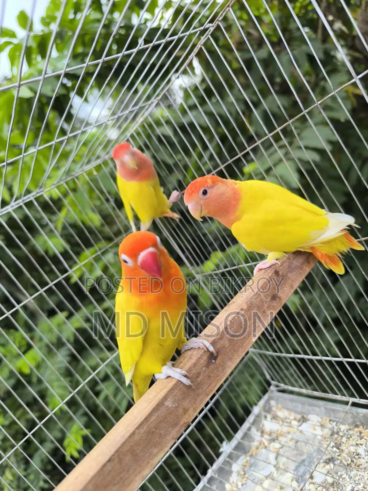 1 pair and 1 adult male lovebirds will be sold