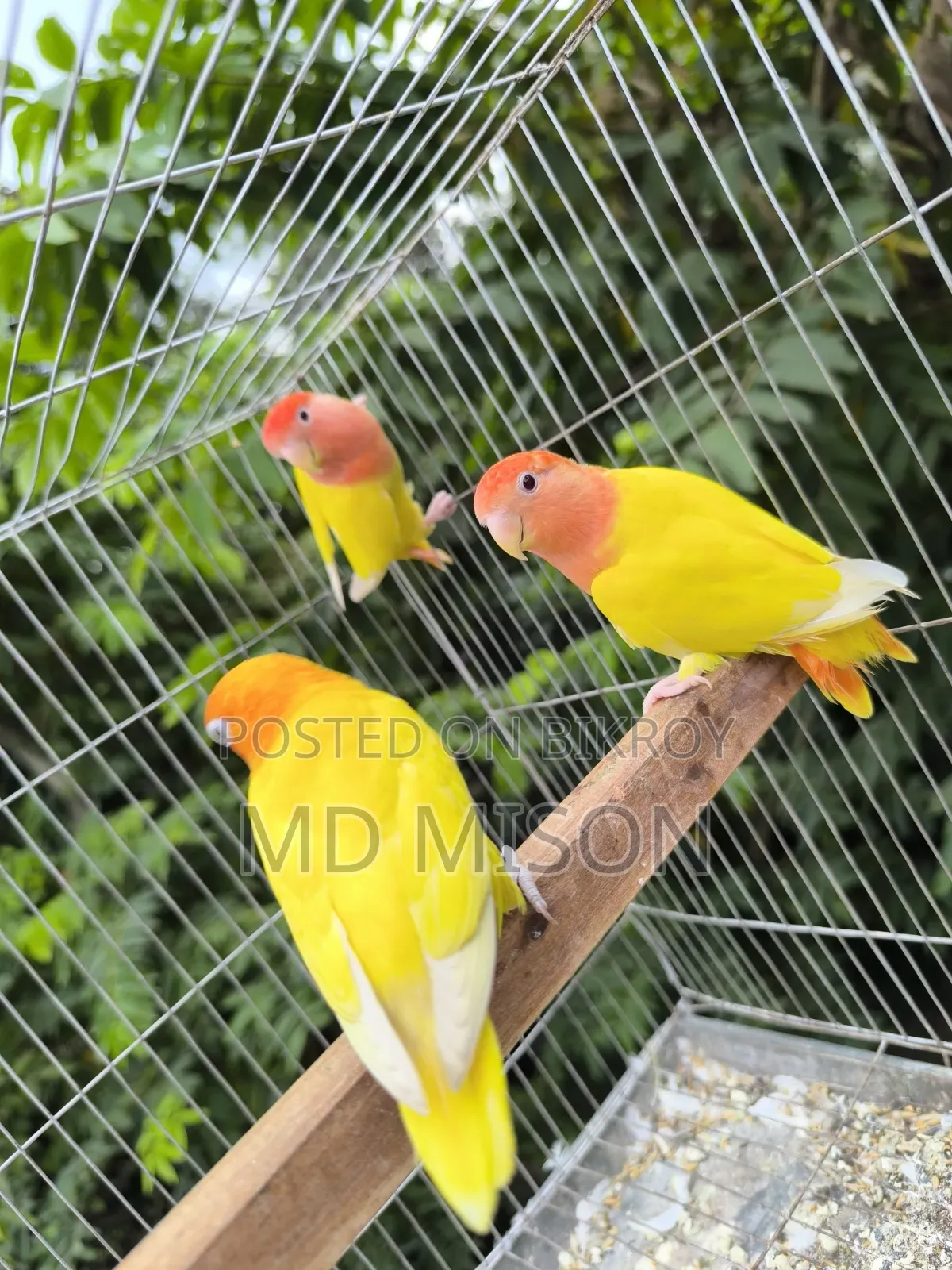 1 pair and 1 adult male lovebirds will be sold