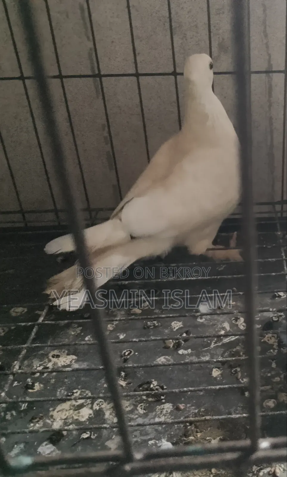 ১টি সার্টিন কবুতর দাম মাত্র ৬০০টাকা