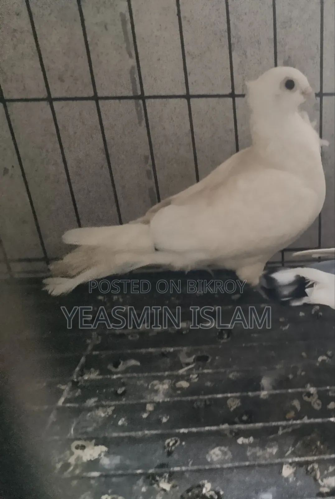 ১টি সার্টিন কবুতর দাম মাত্র ৬০০টাকা